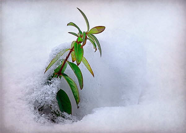 flore 2_12_2010n02.jpg - .